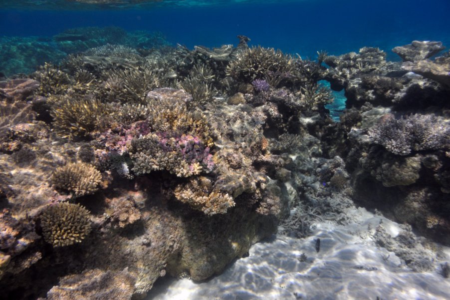 Коралловые рифы на Тонга